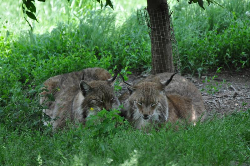 Lynx