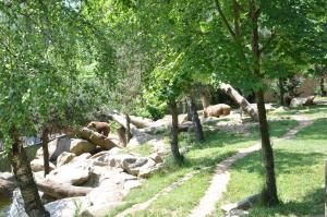 Ours brun