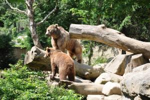 Ours brun