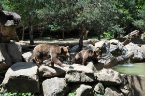 Ours brun