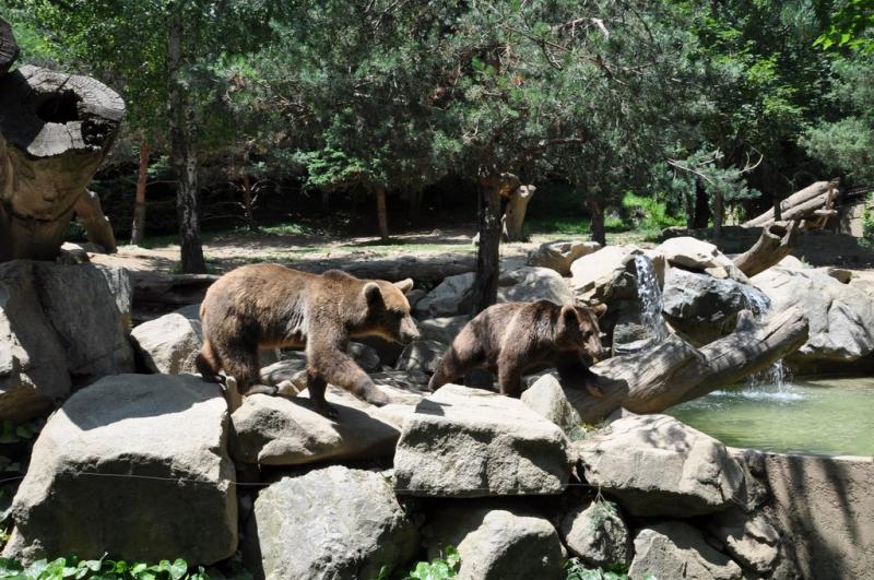Ours brun