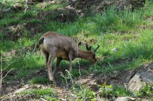 Isard