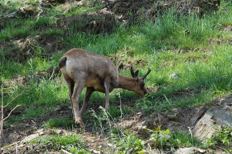 Isard