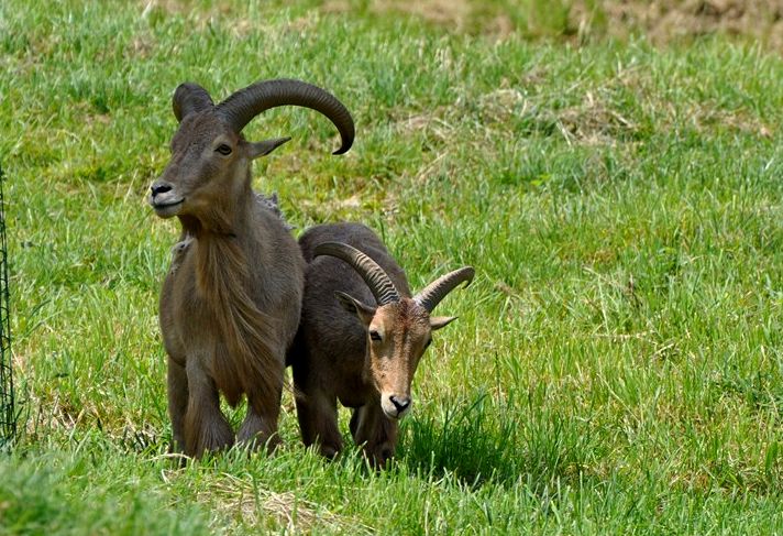 Mouflon à manchettes