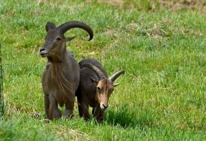 Mouflon à manchettes