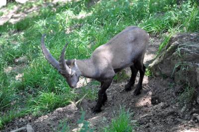 Bouquetin des Alpes - 2012
