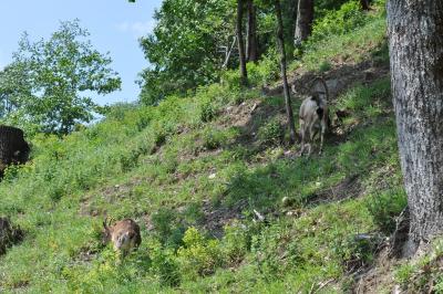 Chèvre égrage - 2012