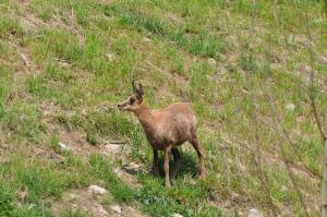Isard