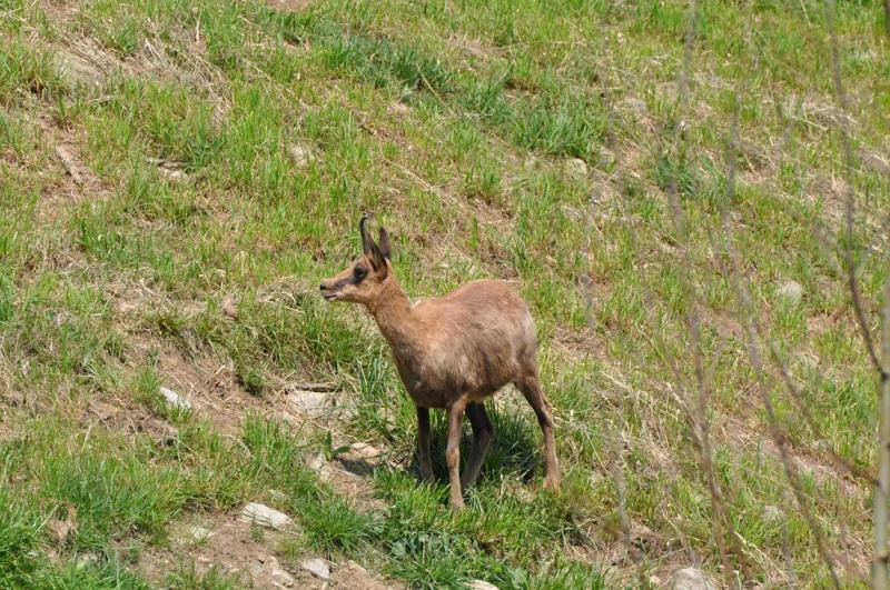 Isard