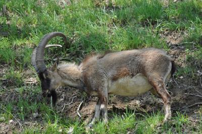 Chèvre égrage - 2012