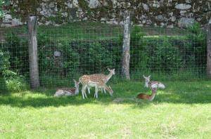 Daim - Cerf sika
