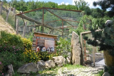 Percnoptere - Faucon - 2012