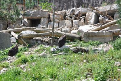 Vautour fauve - Vautour moine - 2012