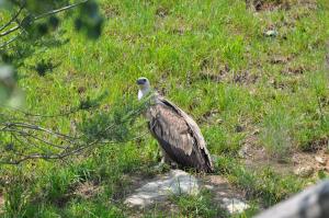 Vautour fauve
