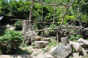 Coati roux