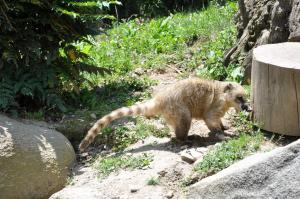 Coati roux
