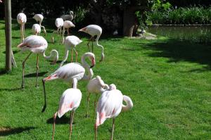 Flamant rose