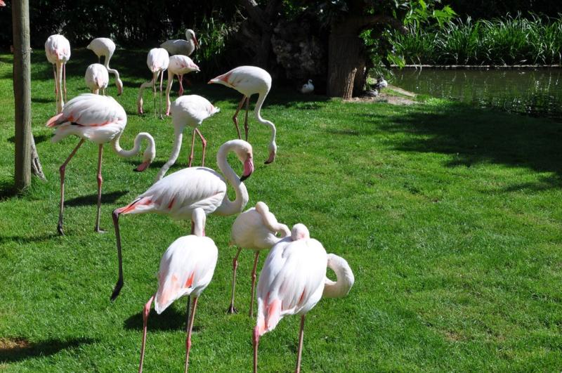 Flamant rose