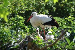 Cigogne blanche