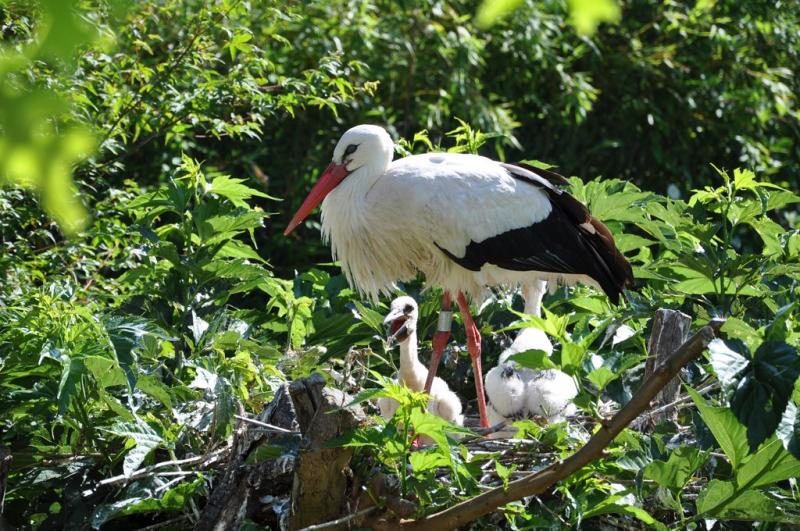 Cigogne blanche