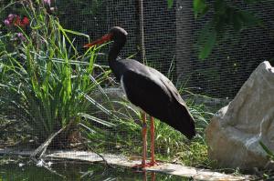Cigogne noire