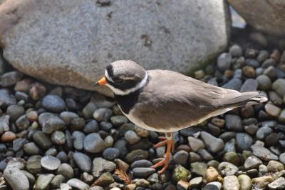 Bergeronnette grise - 2012