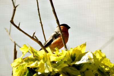 Bouvreuil pivoine - 2012