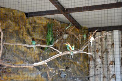 Guêpier d'Europe - 2012