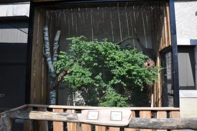 Sitelle torchepot - 2012