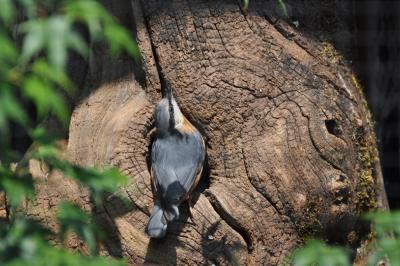 Sitelle torchepot - 2012