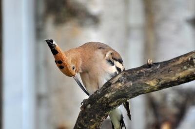 Huppe fasciée - 2012