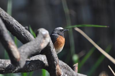 Rouge queue à front blanc - 2012