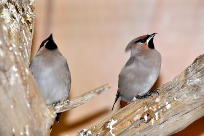 Jaseur boréal - 2012