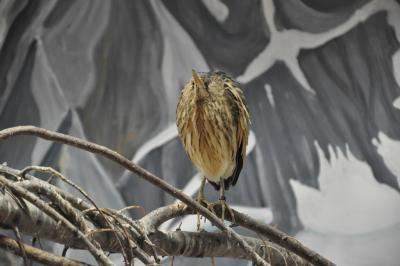 Blongios nain - 2012