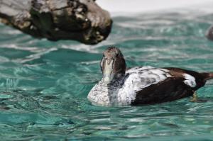 Eider à duvet