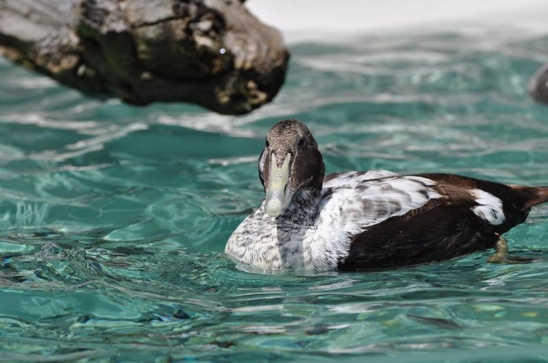Eider à duvet