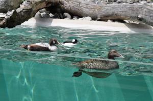 Les oiseaux pêcheurs