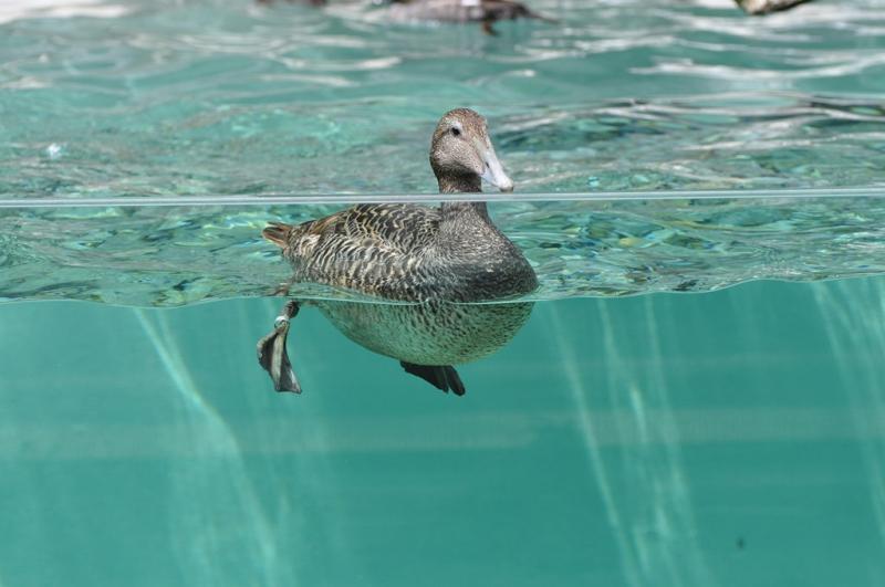 Eider à duvet
