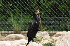 Cormoran