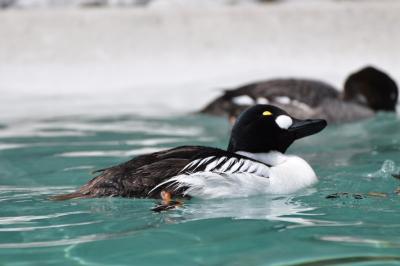 Garrot à oeil d'or - 2012