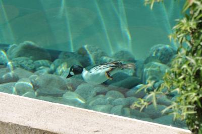 Garrot à oeil d'or - 2012