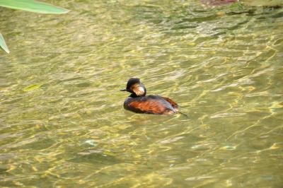 Grèbe à cou noir - 2012