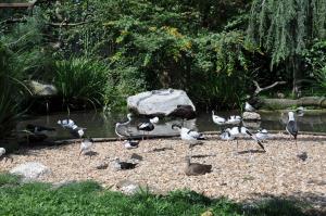 Les ailes de la nature