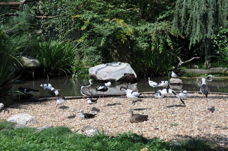 Les ailes de la nature