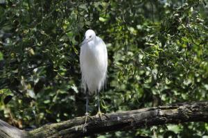 Aigrette garzette