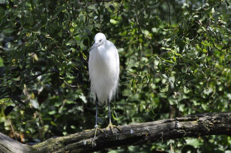 Aigrette garzette