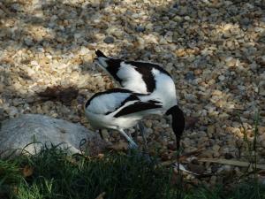 Avocette élégante