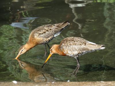 Chevalier gambette - 2015