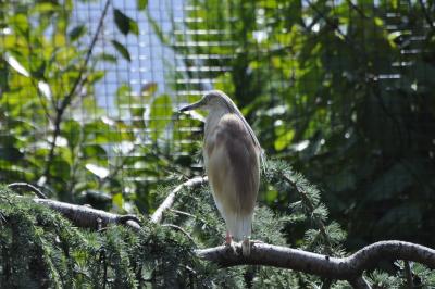 Crabier chevelu - 2015