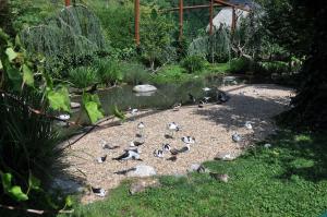 Les ailes de la nature
